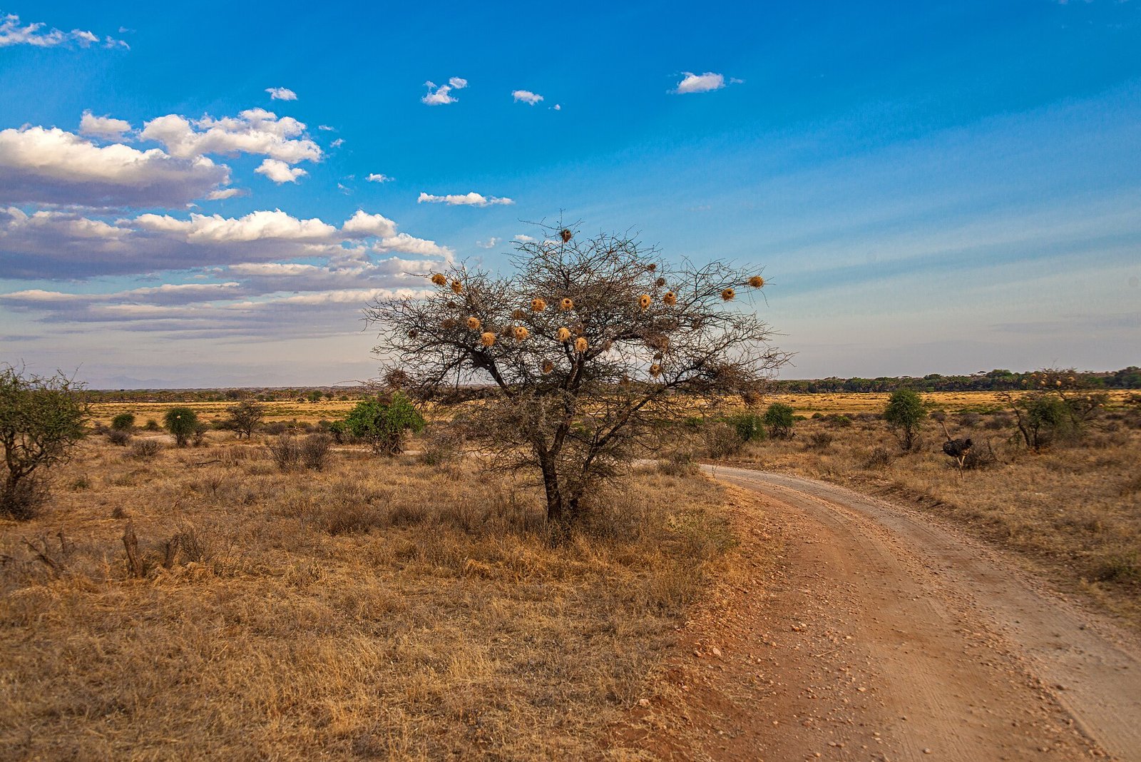 Aviation is about to become carbon's biggest buyer. Kenya's rangelands are not on the list.